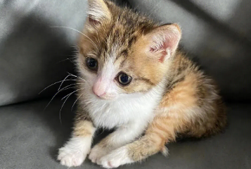 小奶猫拉稀一滩黄黄的