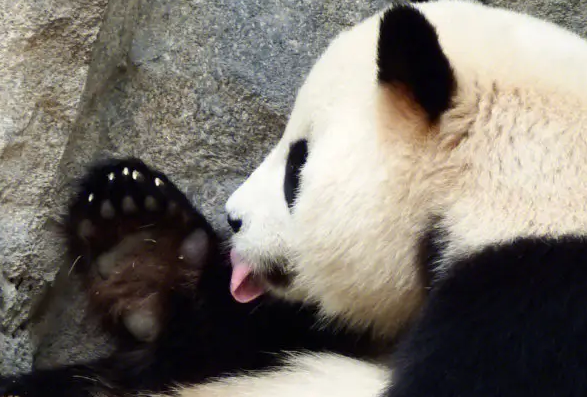 为什么别的国家没有熊猫 为什么别的国家没有熊猫