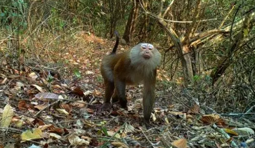云南龙陵拍摄到北方豚尾猕猴活动珍贵画面 云南龙陵拍摄到北方豚尾猕猴活动珍贵画面