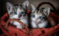 猫咪身体发光发热呢怎么回事啊