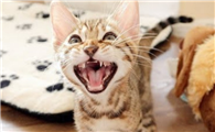 猫咪为什么每天早上兴奋啊