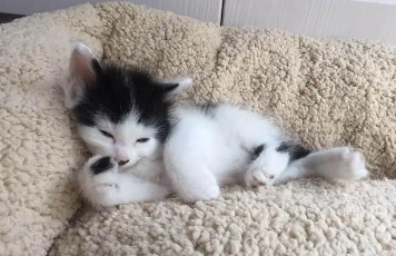 两个月小奶猫可以跟人睡吗