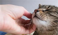 猫咪闻脖子是什么原因呢