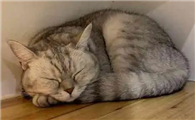 为什么猫咪总在角落叫唤呢