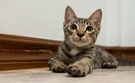 山猫会吃人吗