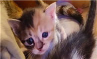猫咪为什么软塌塌的叫啊