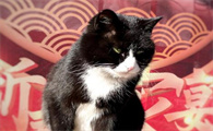 乌云盖雪猫一般是公的吗