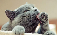 猫咪为什么爱舔你嘴