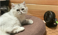 猫咪为什么围着我呢