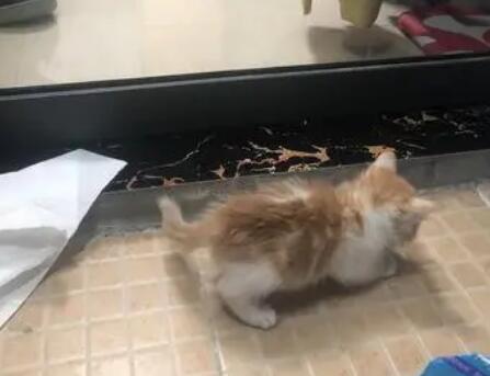 怎么让小奶猫拉屎