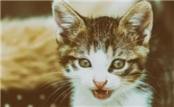 猫咪的叫声为什么很沙哑啊
