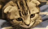 端午猫是什么品种