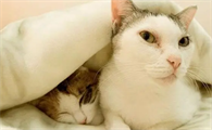 猫咪早上为什么拱主人呢