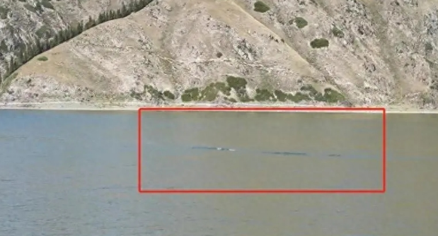 新疆天池疑似发现水怪，身体有15米长