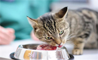 猫咪为什么让自己紧张