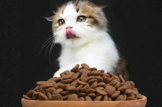 佩内特猫粮如何 佩内特猫粮如何