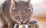 猫不爱吃米饭正常吗