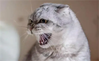 猫咪为什么会生气呢是什么原因