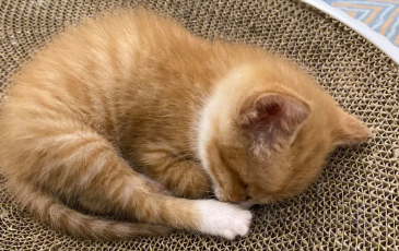 小奶猫吃完就睡正常吗