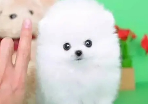 迷你茶杯犬多少钱一只啊 迷你茶杯犬多少钱一只啊