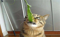 猫咪为什么喜欢啃树叶草呢