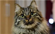 狸花猫认主人的表现