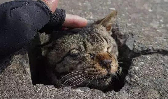 流浪猫治好了再放回小区好吗