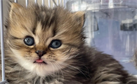 猫咪的脚为什么要脱皮的原因