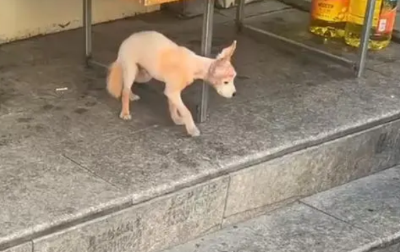 毛发涂成橙色，把流浪狗的痛苦当乐趣，直到遇到在乎它的人