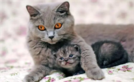 猫咪为什么要长大呢