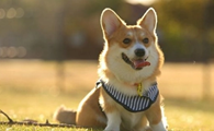 狗狗尿黄吃什么下火