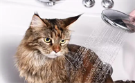 猫咪每天都能洗澡吗为什么呢