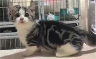 猫咪整天嚎叫是怎么回事啊