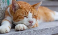猫咪为什么体温下降这么快呢