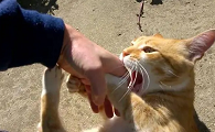 猫咪下楼就咬人是怎么回事