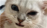 猫咪为什么不直视眼睛呢