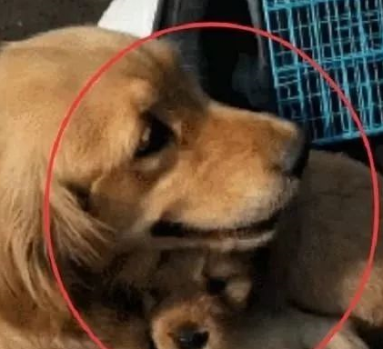 小金毛被送人，临走前狗妈妈的举动，让主人红了眼