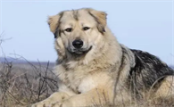 高加索牧羊犬最大的多少斤