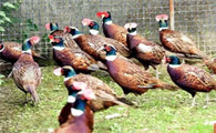 鸡冠长在鸡喙上，80后夫妻南漳山村驯养“七彩山鸡”