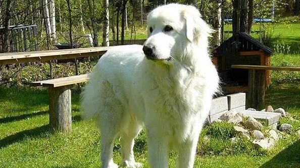 大白熊犬战斗力排行 大白熊犬战斗力排行