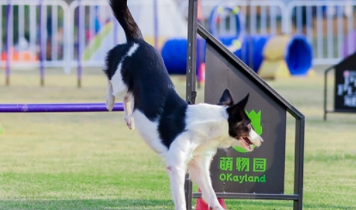 首届中国大学生宠物世界运动会暨宠爱王国第五届嗷呜狂欢节即将开始啦！