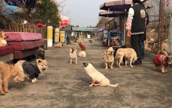 汪汪队 你们缺的口粮已被爱心送达 汪汪队 你们缺的口粮已被爱心送达