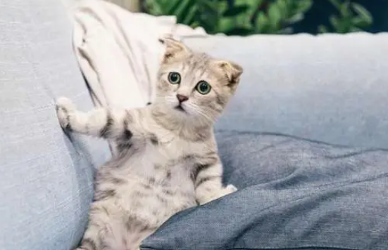 免费领养的品种猫,只活了9天 免费领养的品种猫,只活了9天