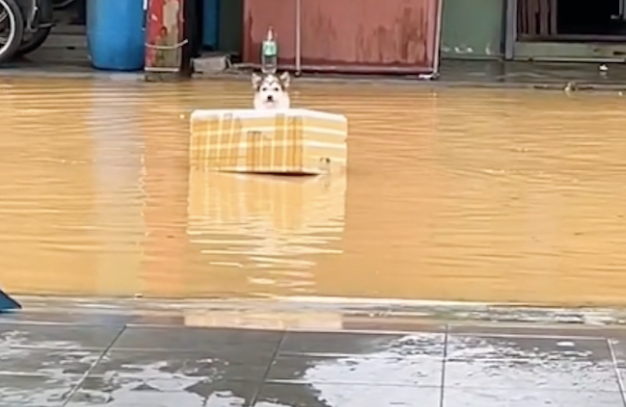 马路被雨水淹了,一只狗坐在泡沫箱里飘着! 马路被雨水淹了,一只狗坐在泡沫箱里飘着!