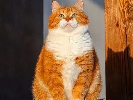 招财猫什么意思 是可招财进宝的吉祥物
