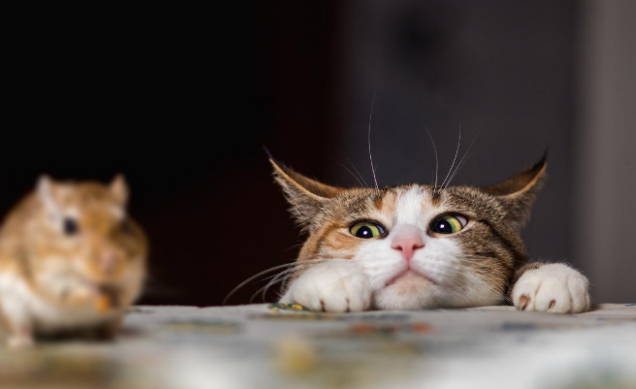 招财猫的起源是中国？小小猫咪大大惊喜