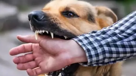 奶奶抱1岁男童被恶犬撕咬,家属:老人或终身残疾,当地警方回应 奶奶抱1岁男童被恶犬撕咬,家属:老人或终身残疾,当地警方回应