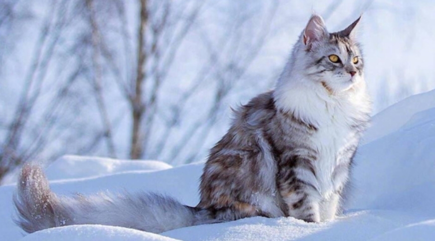 挪威森林猫大概多少钱