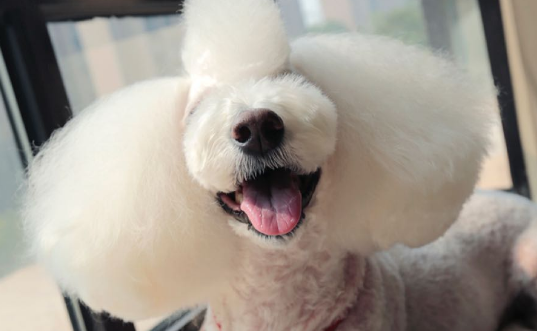 贵宾犬聪明到什么程度 贵宾犬聪明到什么程度
