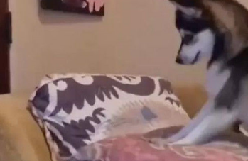 作死二哈趁猫咪睡觉,竟然对它一顿狂踩,猫咪:你这是找削呢? 作死二哈趁猫咪睡觉,竟然对它一顿狂踩,猫咪:你这是找削呢?
